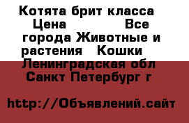 Котята брит класса › Цена ­ 20 000 - Все города Животные и растения » Кошки   . Ленинградская обл.,Санкт-Петербург г.